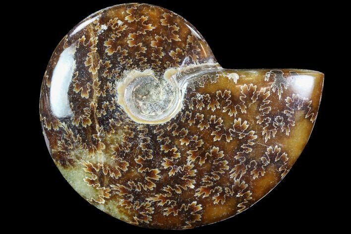 Polished, Agatized Ammonite (Cleoniceras) - Madagascar #88098